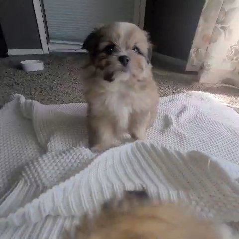 Pomeranian Mix Boy in Tampa, Florida