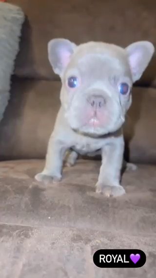 Lilac Female in Anaheim, California