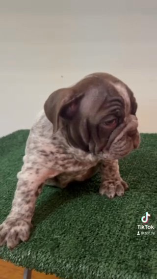 Exotic Micro Bully Puppy in New York City, New York