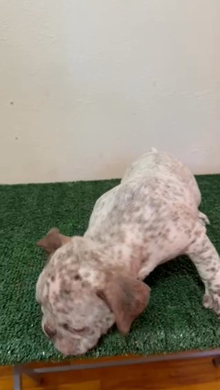 Exotic Micro Bully Female Puppy in Augusta, Georgia