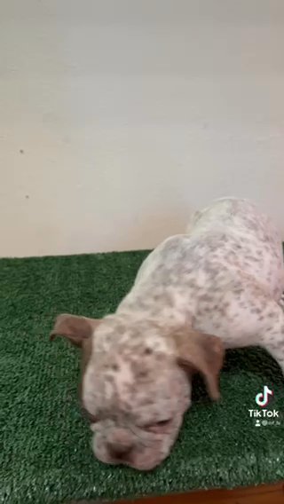 Exotic Micro Bully Female Puppy in Augusta, Georgia