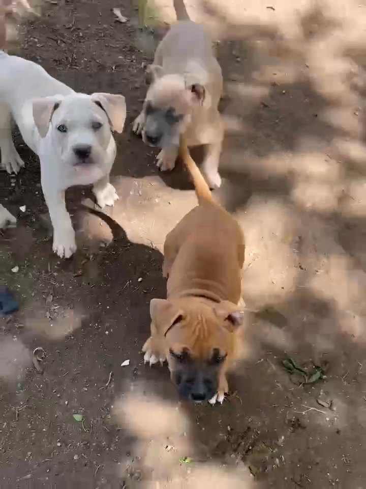 pitbull puppies in Austin, Texas