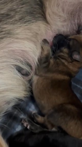 Red Sable German Shepherd Puppy in Springfield, Illinois