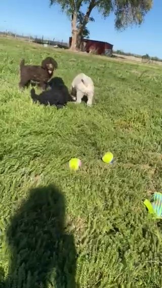 AKC Poodles in Lubbock, Texas