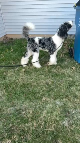 Akc embark Clear Tri Carrier Merle For Stud Standard Poodle in Indianapolis, Indiana