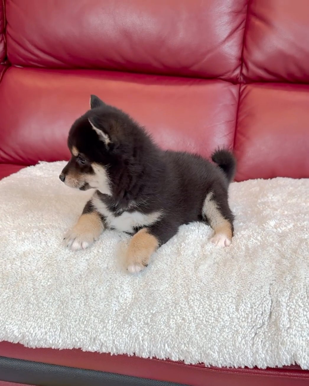 adorable Shiba Inu puppy available for adoption in Washington, District of Columbia