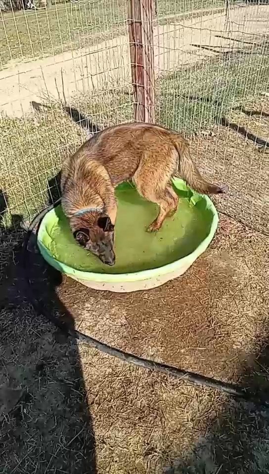 Belgian Malinois in Paragould, Arkansas