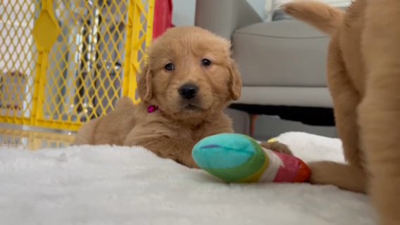 Golden Retriever Puppies in Miami, Florida