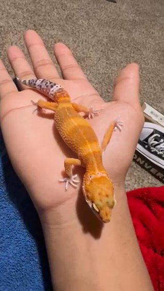 Tangerine Leopard Gecko in New York City, New York