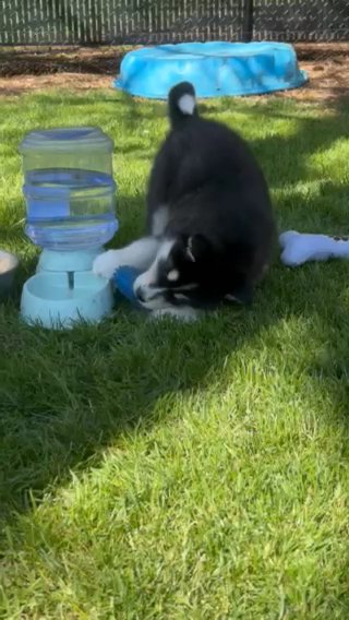 Almost 8 Weeks Old. Available? in Silverton, Oregon