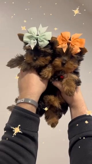 Yorkie Babies! in Surprise, Arizona