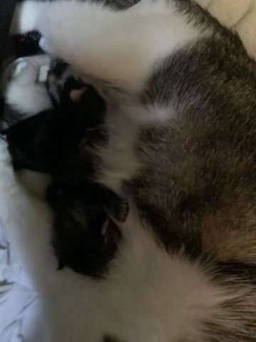 Momma Luna With Her 5 Kittens in Paterson, New Jersey