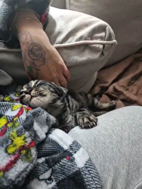 Charcoal bengal kitten in New York City, New York