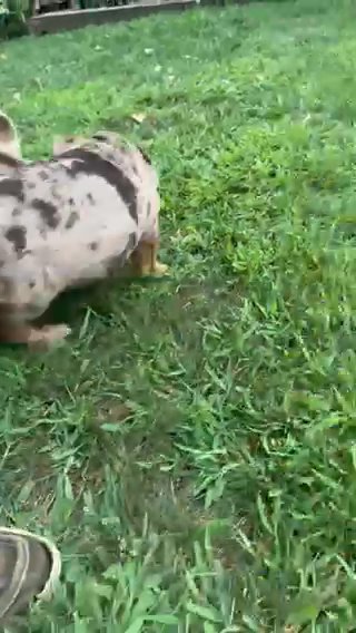 Beautiful English Bulldog in Euclid, Ohio