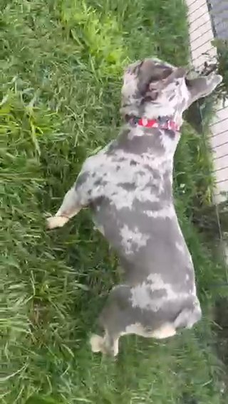 Adult Lilac Merle Tri in Stockton, California