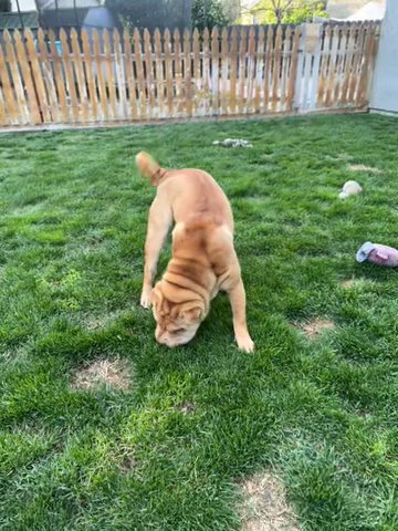 Chinese sharpei in Delhi, California