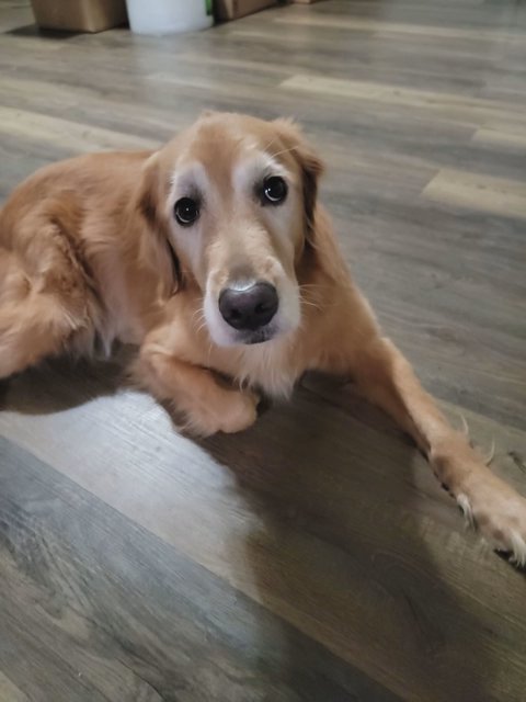 7 year female old golden retriever in Hampton, Virginia