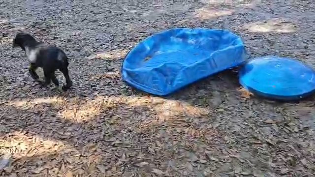 Working Labrador Retriever pups in Gainesville, Florida