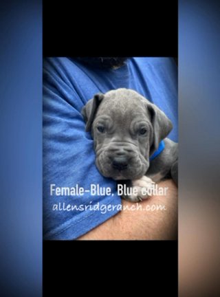 Blye Collar Girl in Greenville, South Carolina