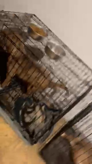 American Bully in Wilmington, Delaware