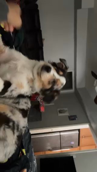 Australian Shepherd 7 Months in Dallas, Texas