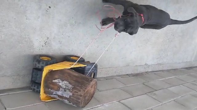 NEAPOLITAN MASTIFF PUPPIES in San Diego, California