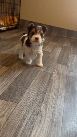 Yorkie Girl in College Station, Texas