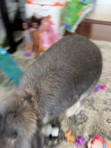 Sweetest Bunny Ever! in Coral Springs, Florida