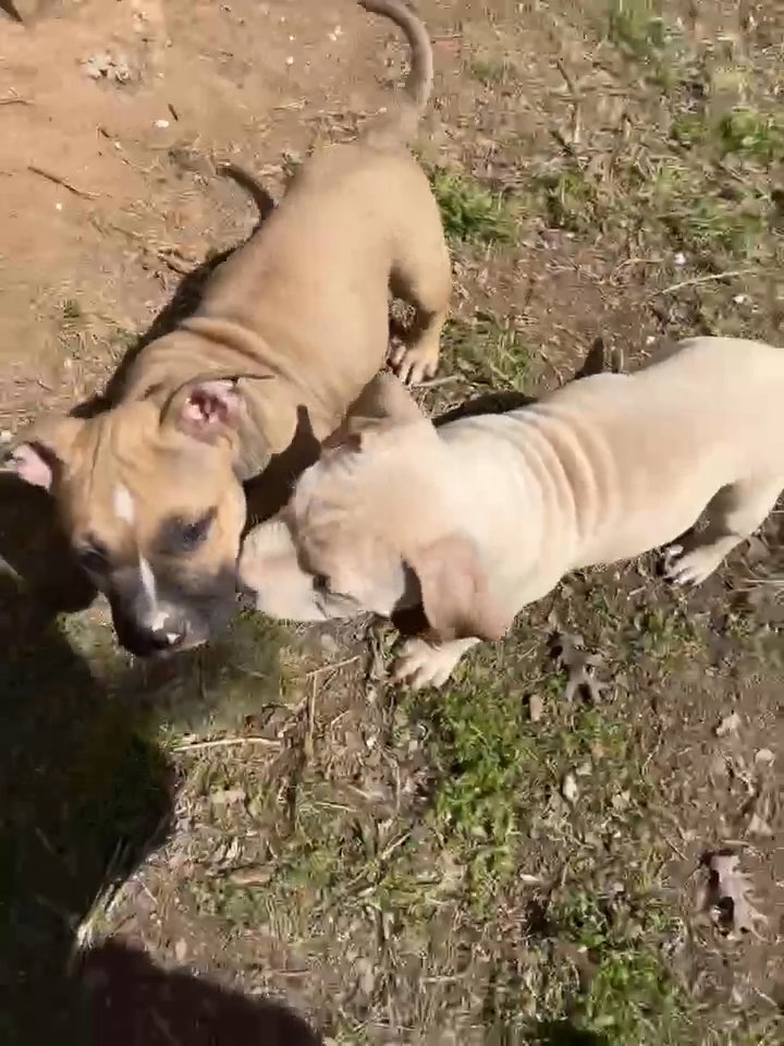 puppies in Austin, Texas