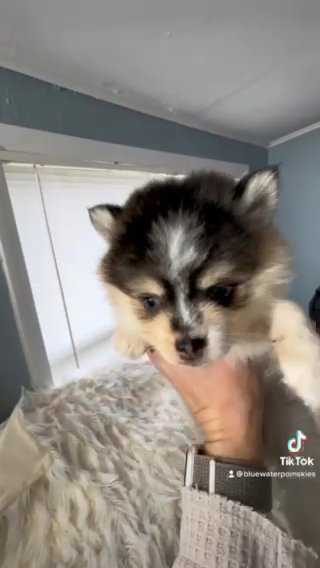 Micro Pomskies Arriving Soon in Port Huron, Michigan