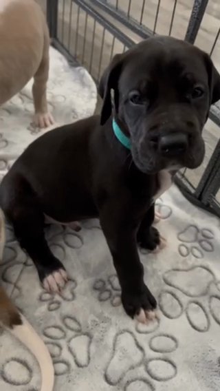 Sweet & Strong Great Dane Puppy (Last Available Male) in Phoenix, Arizona