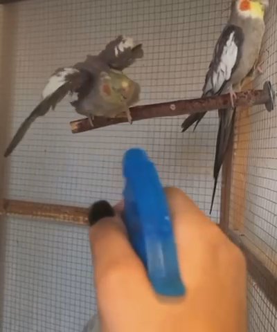 Cockatiel in Miami, Florida