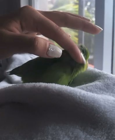 Green Female Parrotlet in Miami, Florida