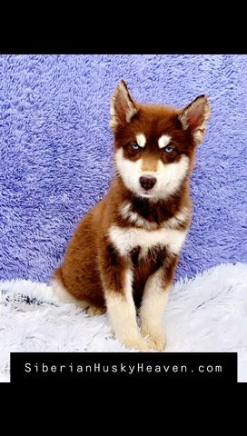 Chocolate Female Siberian Husky in Lexington-Fayette, Kentucky