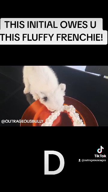 FLUFFY FRENCHIE in Hollywood, Florida