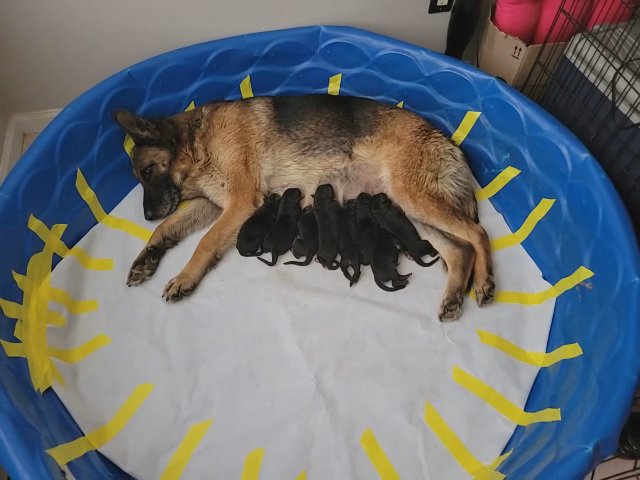 Akc german shepherd puppies in Republic, Missouri