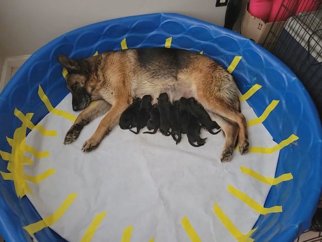 Akc german shepherd puppies in Republic, Missouri