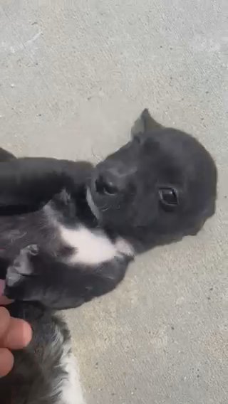 mixed chihuahua puppies in Hesperia, California