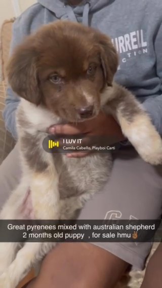 Great Pyrenees mixed with Australian shepherd in Irvington, New Jersey