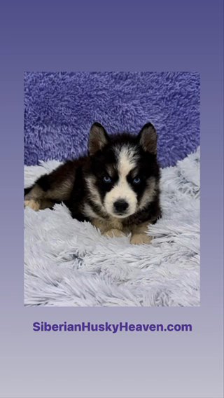 Black/White Male Siberian Husky in Lexington-Fayette, Kentucky