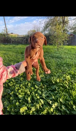 Dobberman X Pitbull in Los Banos, California