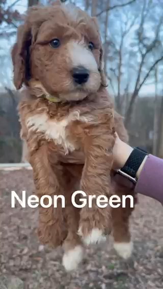 Standard Bernedoodle - Neon Green in Chattanooga, Tennessee