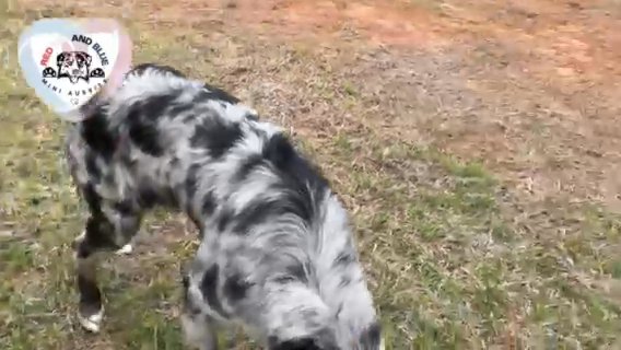 Timberline Sired + Blue Merle, Mini Aussie Shepherd in Norman, Oklahoma