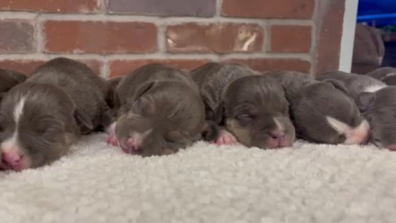 American Bully Ouppies in Sebring, Florida