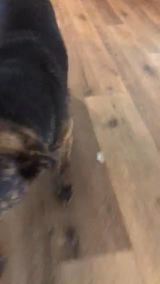 American Bully,German Shepherd Mix in Palmdale, California