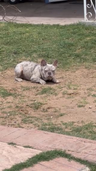 French Bulldog Stud in El Paso, Texas