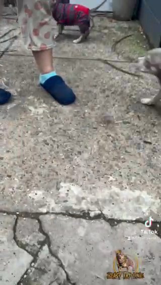 Amrican Bully in Paterson, New Jersey