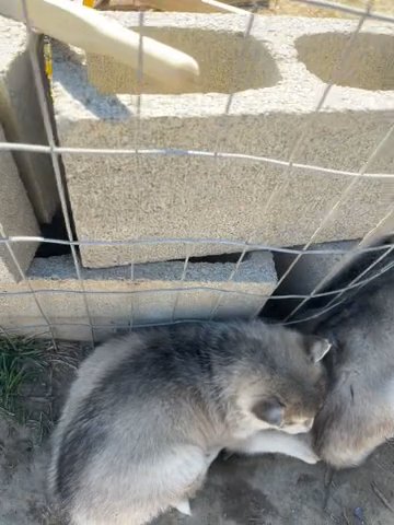 Eight Husky Puppies For Sale. 3F, 5M in Moses Lake, Washington