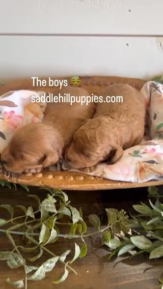 Charming F1bb Toy Goldendoodle Boy in Corinth, Mississippi