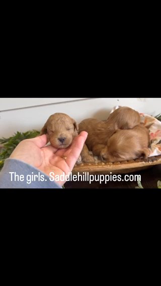 Thumbelina F1bb Toy Goldendoodle Girl in Corinth, Mississippi